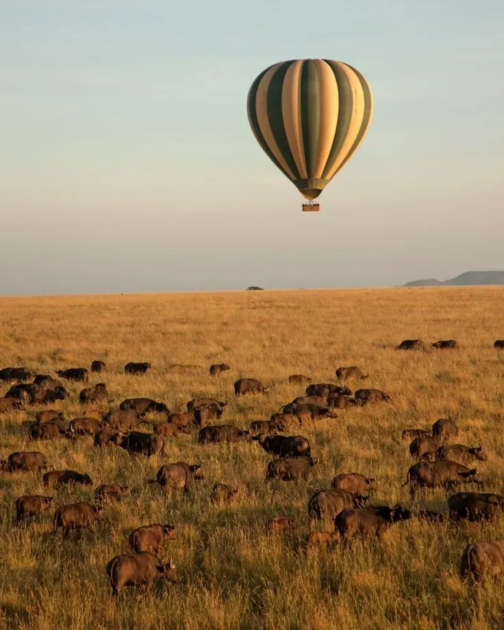 Tanzania photographic safari wildlife scene