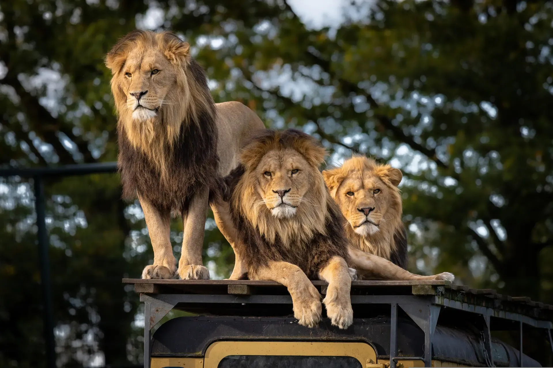 Luxury Tanzania safari and Zanzibar honeymoon escape
