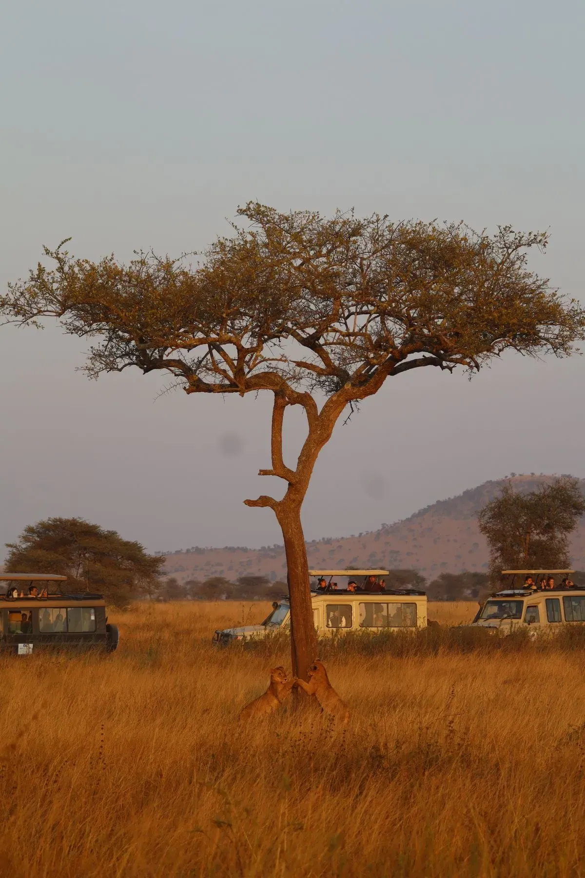 Budget group joining safari in Tanzania